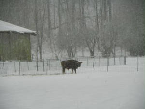 20100206bull-in-snow.jpg