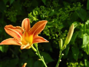 20110619daylily.jpg