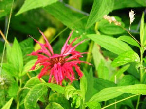 20110710beebalm.jpg