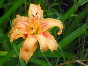 20110717wetdaylilly.jpg