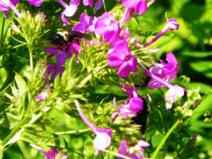 20110731beeinphlox.jpg