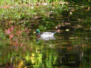 20111016mallard3.jpg