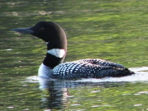 20111106loon.jpg