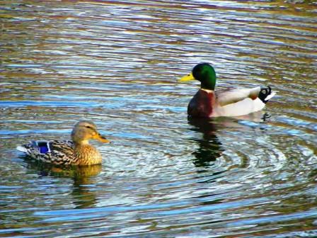 20110312marchlmallards.jpg