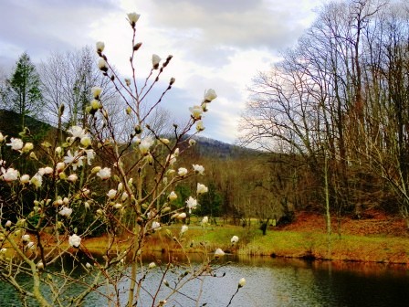 20110320magnoliablooming.jpg