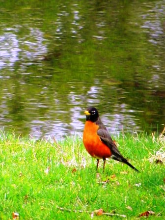 20110324robin.jpg