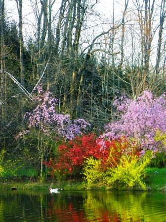 20110410springblooms.jpg