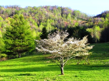 20110424thedogwoodlandscape.jpg