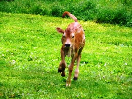 20110508maybelle2dayoldlandscape.jpg