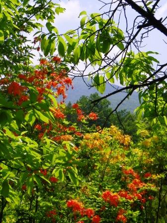 20110529flameazaleas.jpg