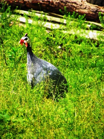 20110619guineafowl.jpg